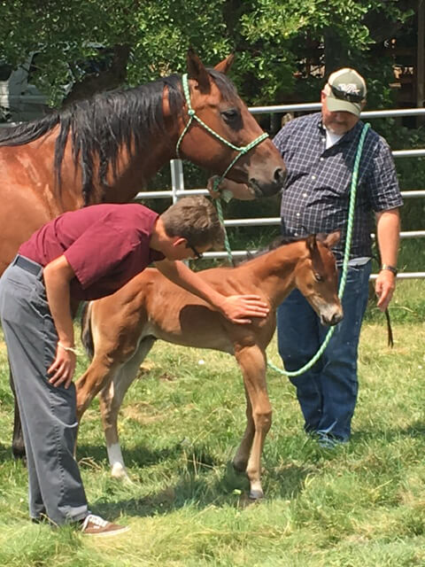 Equine Therapy Imprinting